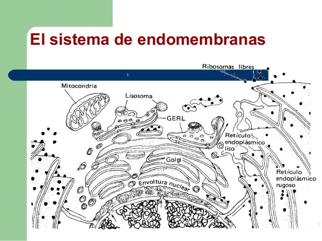 sistema de endomembranas